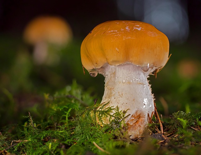 mushroom gummies