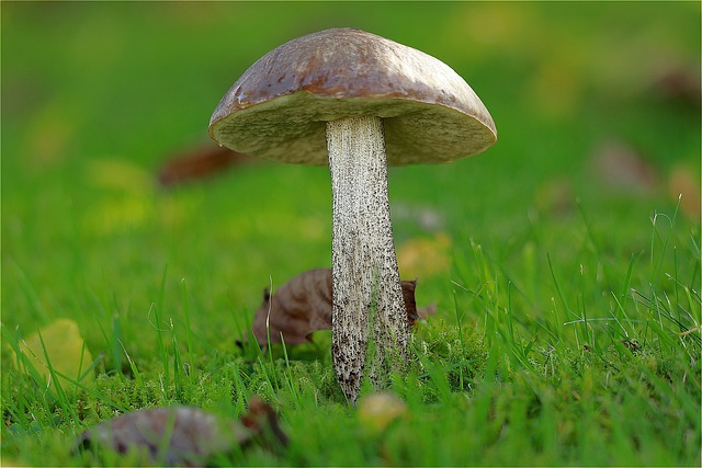 mushroom gummies