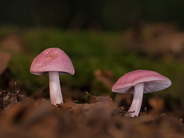 mushroom gummies