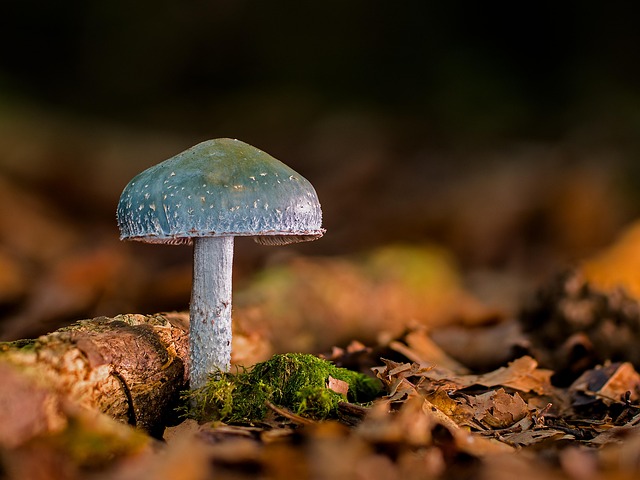 mushroom gummies