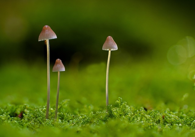 mushroom gummies