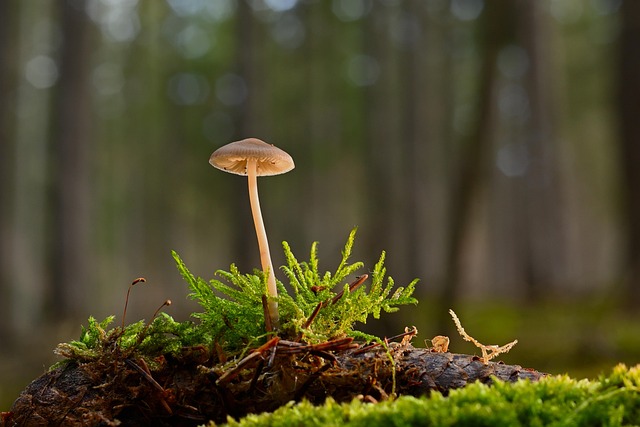 mushroom gummies