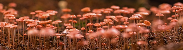 mushroom gummies