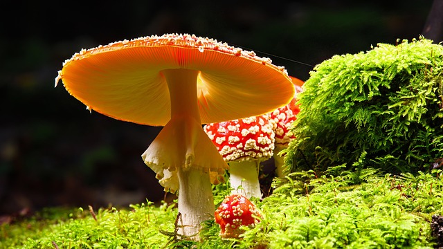 mushroom gummies