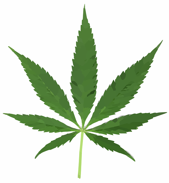 cannabis-weed-marijuana-640x480-25313779.png