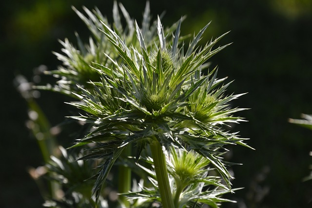 cannabis-weed-marijuana-640x480-49323431.jpeg