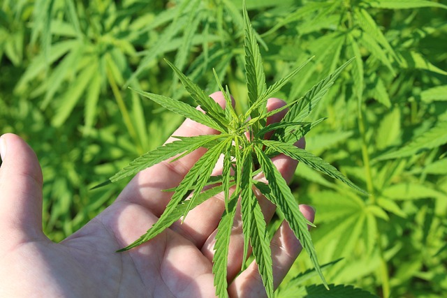 cannabis-weed-marijuana-640x480-51058820.jpeg