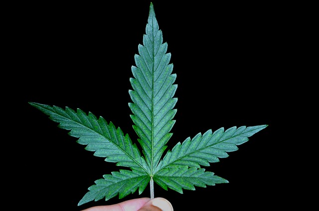 cannabis-weed-marijuana-640x480-51833381.jpeg
