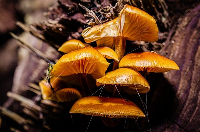 mushroom,coffee