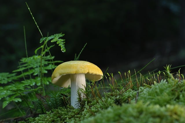 mushroom,coffee