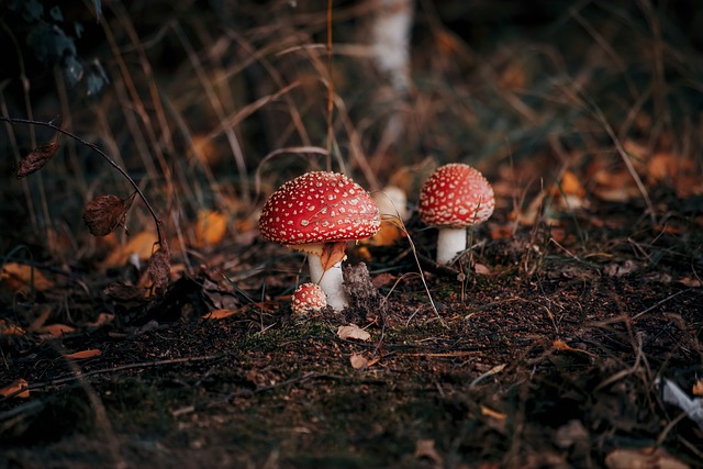 mushroom,coffee