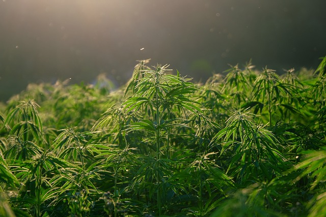 cannabis-weed-marijuana-640x480-16873231.jpeg