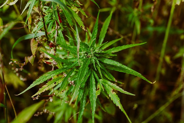 cannabis-weed-marijuana-640x480-1838177.jpeg