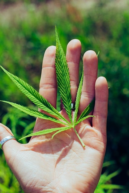 cannabis-weed-marijuana-640x480-2094939.jpeg
