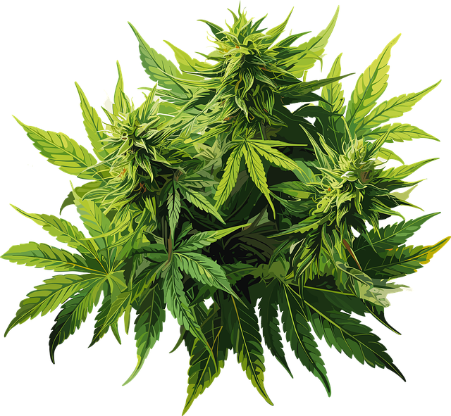 cannabis-weed-marijuana-640x480-25772014.png
