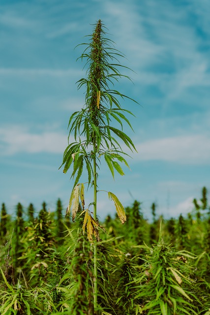 cannabis, weed,  marijuana