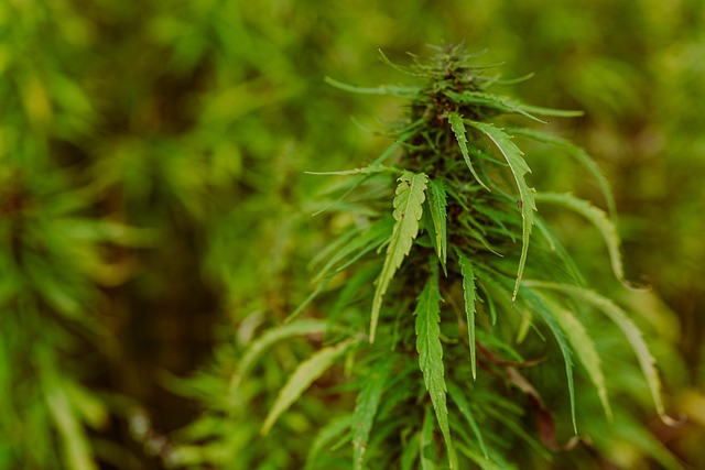 cannabis-weed-marijuana-640x480-34845615.jpeg