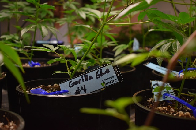 cannabis-weed-marijuana-640x480-41039033.jpeg