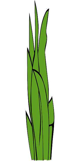cannabis-weed-marijuana-640x480-53449307.png