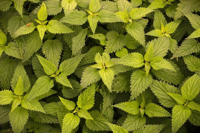 cannabis-weed-marijuana-640x480-5544114.jpeg