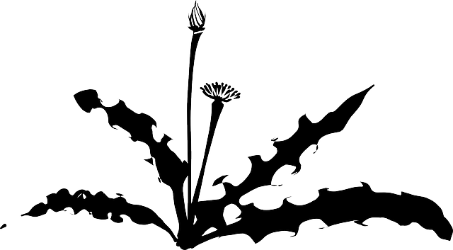 cannabis-weed-marijuana-640x480-61355122.png
