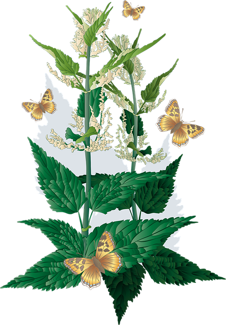 cannabis-weed-marijuana-640x480-68191707.png