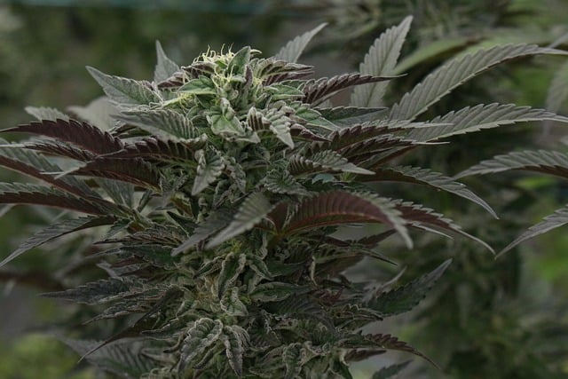 cannabis-weed-marijuana-640x480-84155314.jpeg