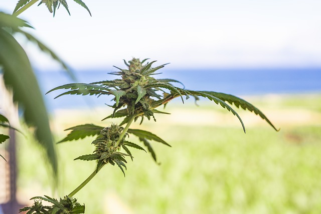 cannabis-weed-marijuana-640x480-84576299.jpeg