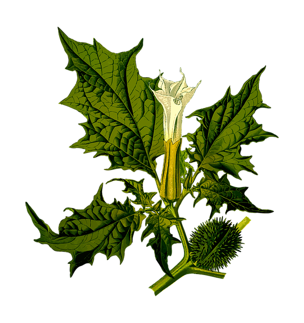 cannabis-weed-marijuana-640x480-98081247.png