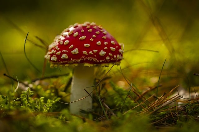 mushroom, coffee