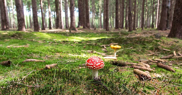 mushroom, coffee