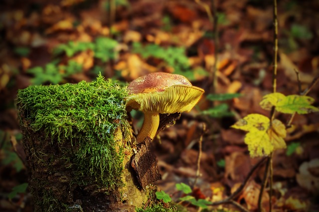 mushroom, coffee