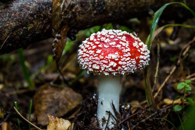 mushroom, coffee