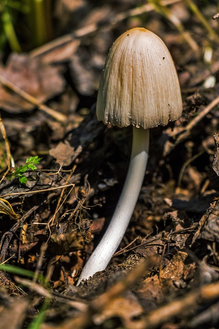 mushroom, coffee