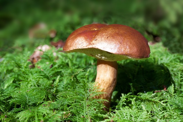 mushroom, coffee