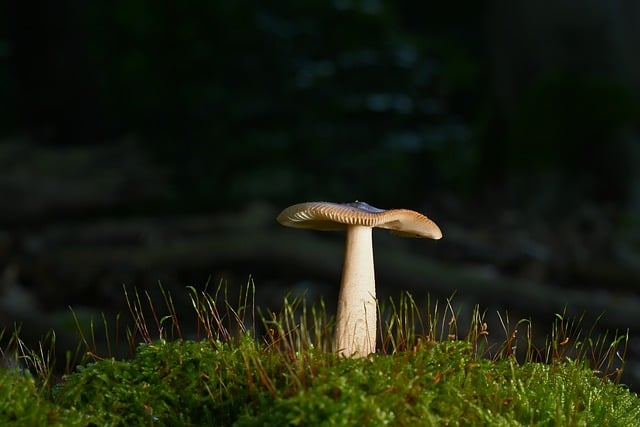 mushroom, coffee