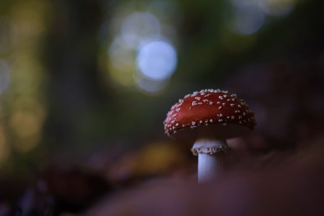 mushroom, coffee