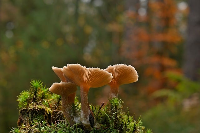 mushroom, coffee