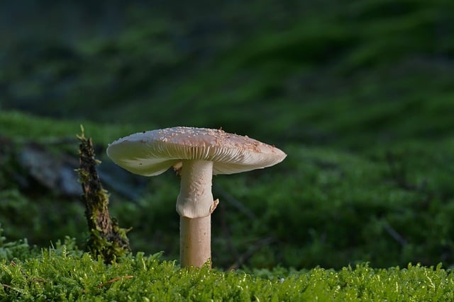 mushroom, coffee