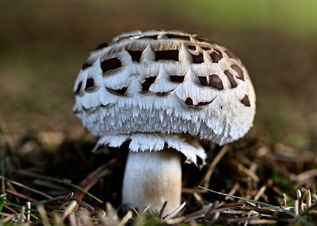 mushroom, coffee