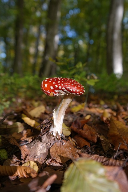 mushroom, coffee