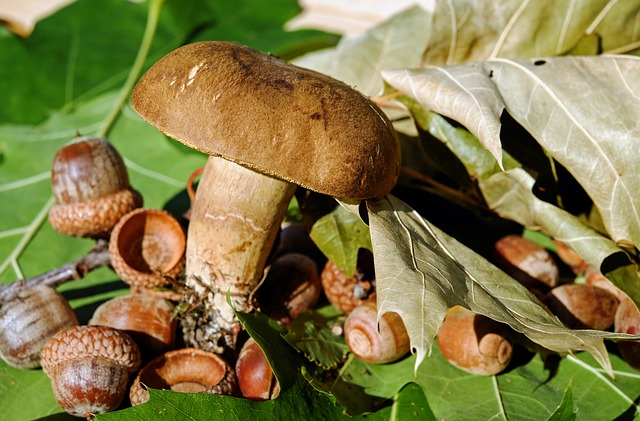 mushroom, coffee