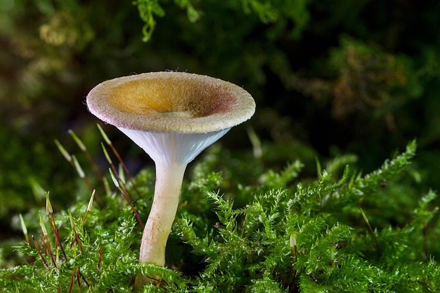 mushroom, coffee