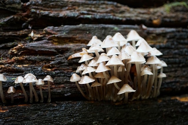 mushroom, coffee