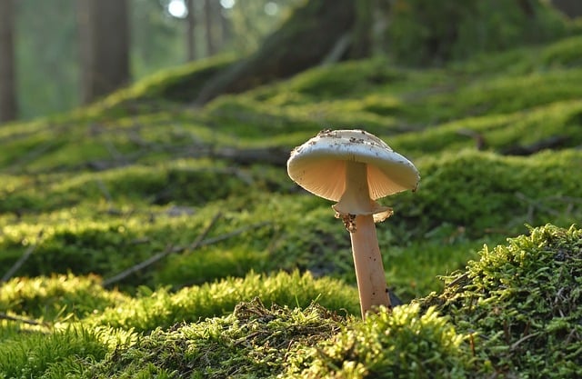 mushroom, coffee