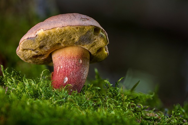 mushroom, coffee