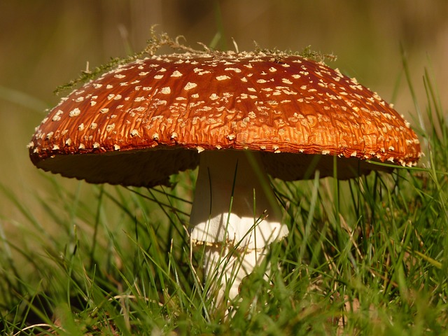 mushroom, coffee