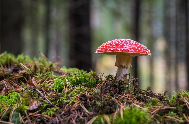 mushroom, coffee