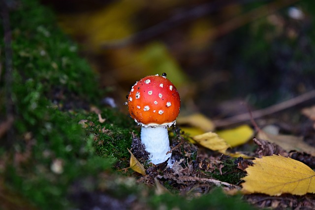 mushroom, coffee