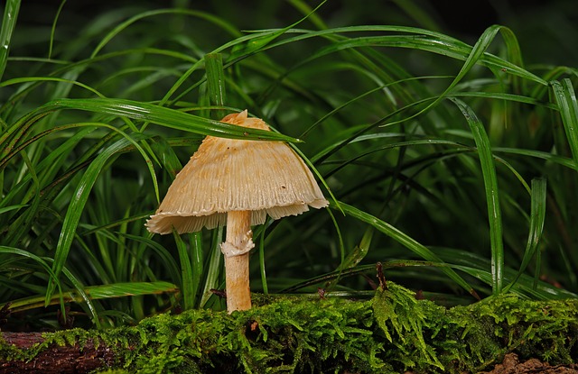 mushroom, coffee